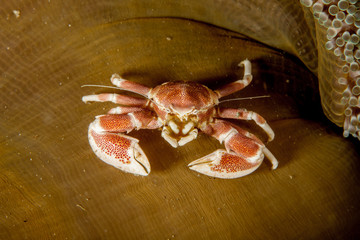Neopetrolisthes maculatus is a species of porcelain crab from the Indo-Pacific region