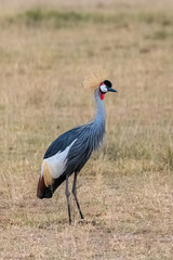 Grey Crowned Crane, Balearica regulorum, beautiful bird in Tanzania, portrait