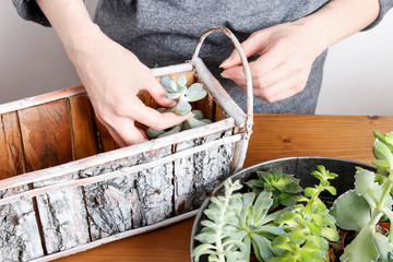Woman planting succulents.
