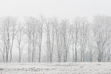 Frosted trees in the morning in the countryside