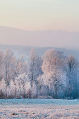 Frosted trees in the morning in the countryside