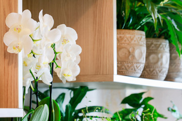 Home decoration with white orchids.