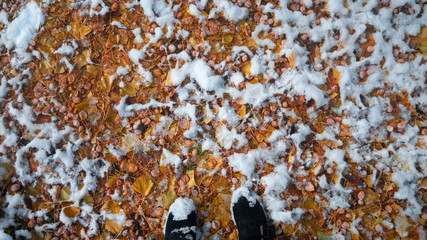 Fallen leaves covered in snow