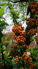 Orange berries