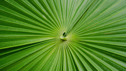 Green palm leaf
