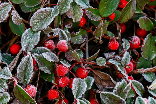 Red berries (cotoneaster horizontalis) under frost.