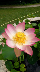 Lotus in a pond