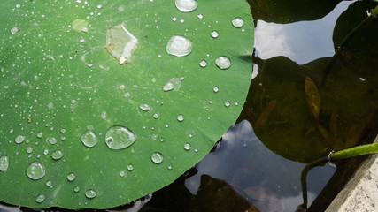 Water drops on a leaf