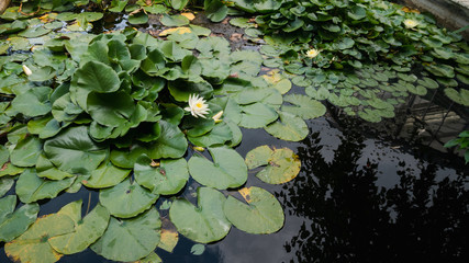 Water lily in pond