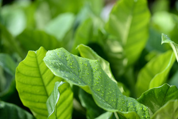 Green leaves with raindrops close-up in a tropical garden