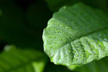 Green leaves with raindrops close-up in a tropical garden