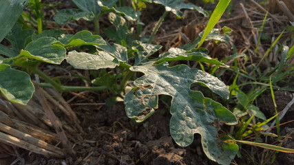Watermelon shoots, one of the agricultural crops with good business value