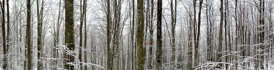 winter panorama in the forest