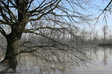 Big oak winter landscape near the lake