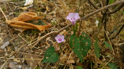 Ipomoea aquatica Forsk, a plant that is a type of vegetable