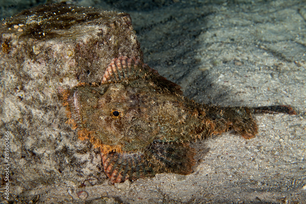 Wall mural Scorpionfish, Scorpaenidae are a family of mostly marine fish that includes many of the world's most venomous species