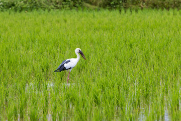 White stork (Ciconia ciconia) hunting.
