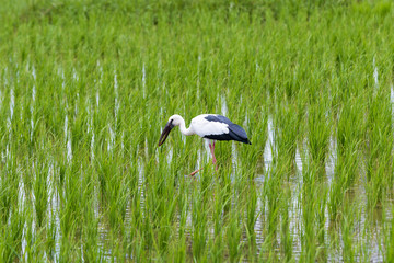 White stork (Ciconia ciconia) hunting.
