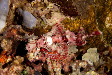 Scorpionfish, Scorpaenidae are a family of mostly marine fish that includes many of the world's most venomous species