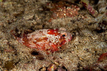 Scorpionfish, Scorpaenidae are a family of mostly marine fish that includes many of the world's most venomous species
