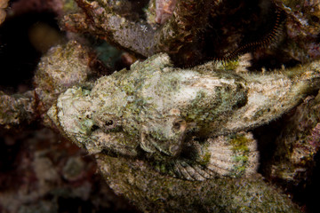 Scorpaenopsis diabolus, the false stonefish or the devil scorpionfish