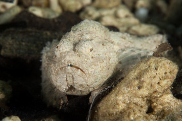Scorpaenopsis diabolus, the false stonefish or the devil scorpionfish