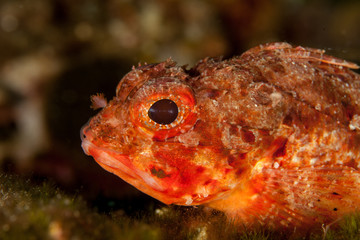 Scorpionfish, Scorpaenidae are a family of mostly marine fish that includes many of the world's most venomous species
