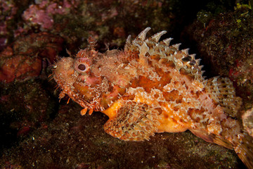 Scorpionfish, Scorpaenidae are a family of mostly marine fish that includes many of the world's most venomous species
