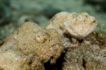 Scorpaenopsis diabolus, the false stonefish or the devil scorpionfish