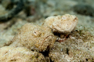 Scorpaenopsis diabolus, the false stonefish or the devil scorpionfish