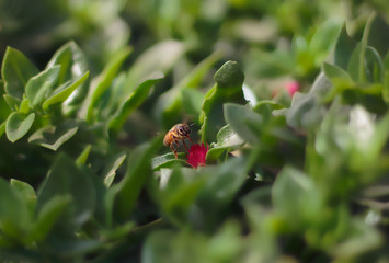 bee pollinating and looking at you