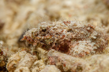 Scorpionfish, Scorpaenidae are a family of mostly marine fish that includes many of the world's most venomous species