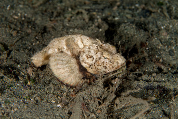 Scorpaenopsis diabolus, the false stonefish or the devil scorpionfish