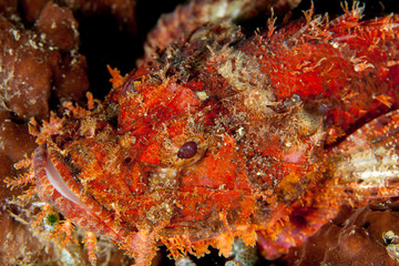 Scorpionfish, Scorpaenidae are a family of mostly marine fish that includes many of the world's most venomous species