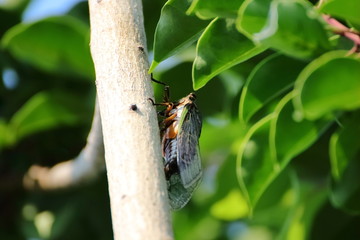Cicada in Japan,summer vacation