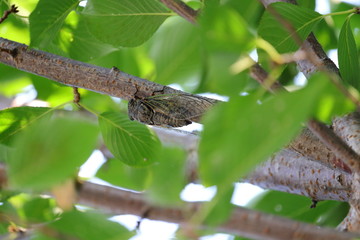 Cicada in Japan,summer vacation