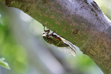 Cicada in Japan,summer vacation
