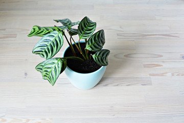 Green ctenanthe burle-marxii house plant and blue ceramic pot on the wooden table