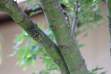 Cicada in Japan,summer vacation