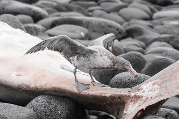 pétrel géant charognard