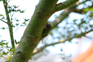 Cicada in Japan,summer vacation