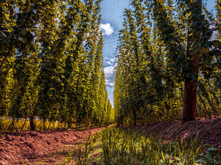 Bavarian Original and traditional Hop garden with its great symmetry