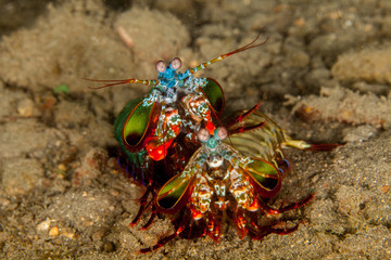 Peacock mantis shrimp, harlequin mantis shrimp, painted mantis shrimp, or clown mantis shrimp, Odontodactylus scyllarus