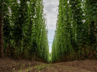 Bavarian Original and traditional Hop garden with its great symmetry