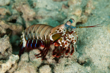Peacock mantis shrimp, harlequin mantis shrimp, painted mantis shrimp, or clown mantis shrimp, Odontodactylus scyllarus
