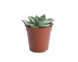 Succulent plant in flowerpot isolated on white. Home decor