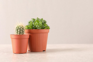 Beautiful succulent plants in pots on table against light pink background, space for text. Home decor
