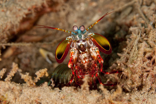Peacock mantis shrimp, harlequin mantis shrimp, painted mantis shrimp, or clown mantis shrimp, Odontodactylus scyllarus