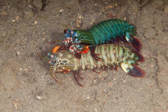Peacock mantis shrimp, harlequin mantis shrimp, painted mantis shrimp, or clown mantis shrimp, Odontodactylus scyllarus