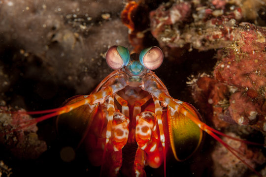 Peacock mantis shrimp, harlequin mantis shrimp, painted mantis shrimp, or clown mantis shrimp, Odontodactylus scyllarus